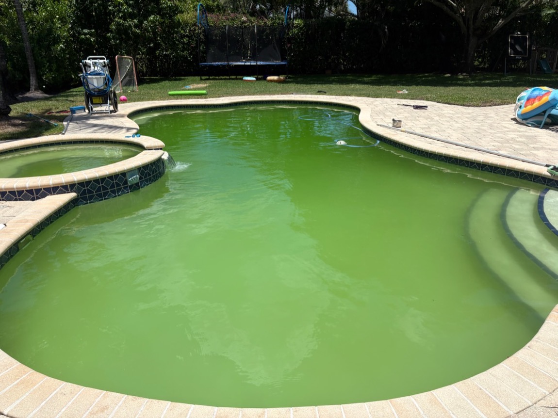 Family backyard pool with trampoline and lacrosse net covered in green algae