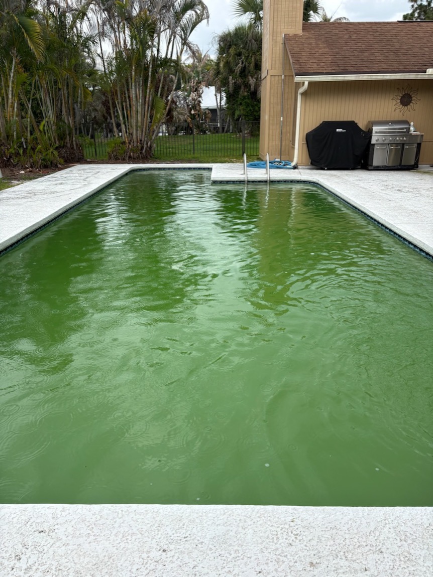 Rectangular backyard pool filled with bright green algae before treatment